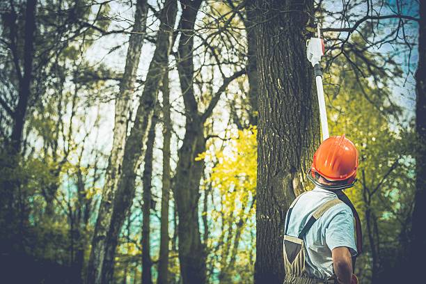 Best Arborist Consultation Services  in Eldora, IA